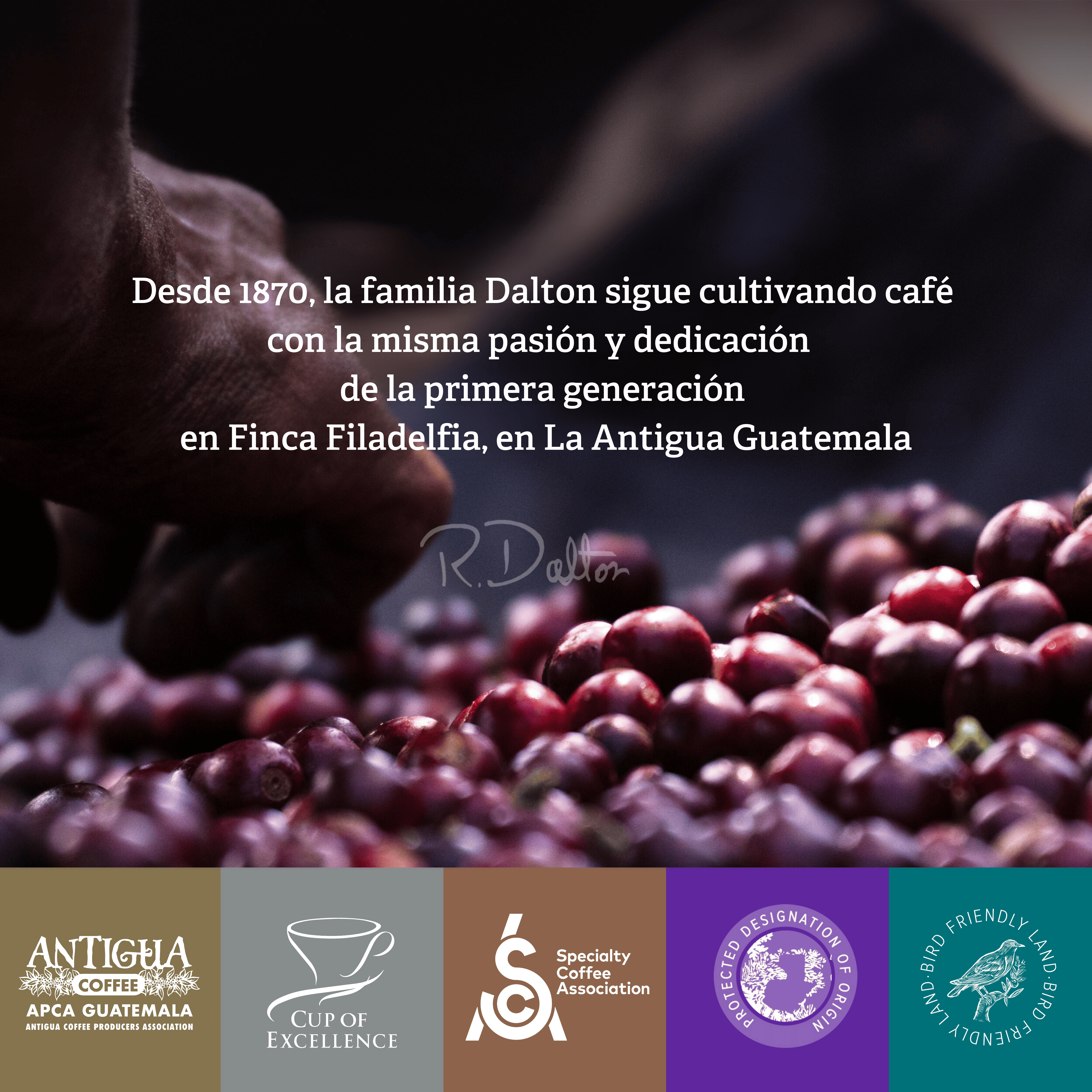 1) R. Dalton Coffee Sublime Genuine Antigua - 340g