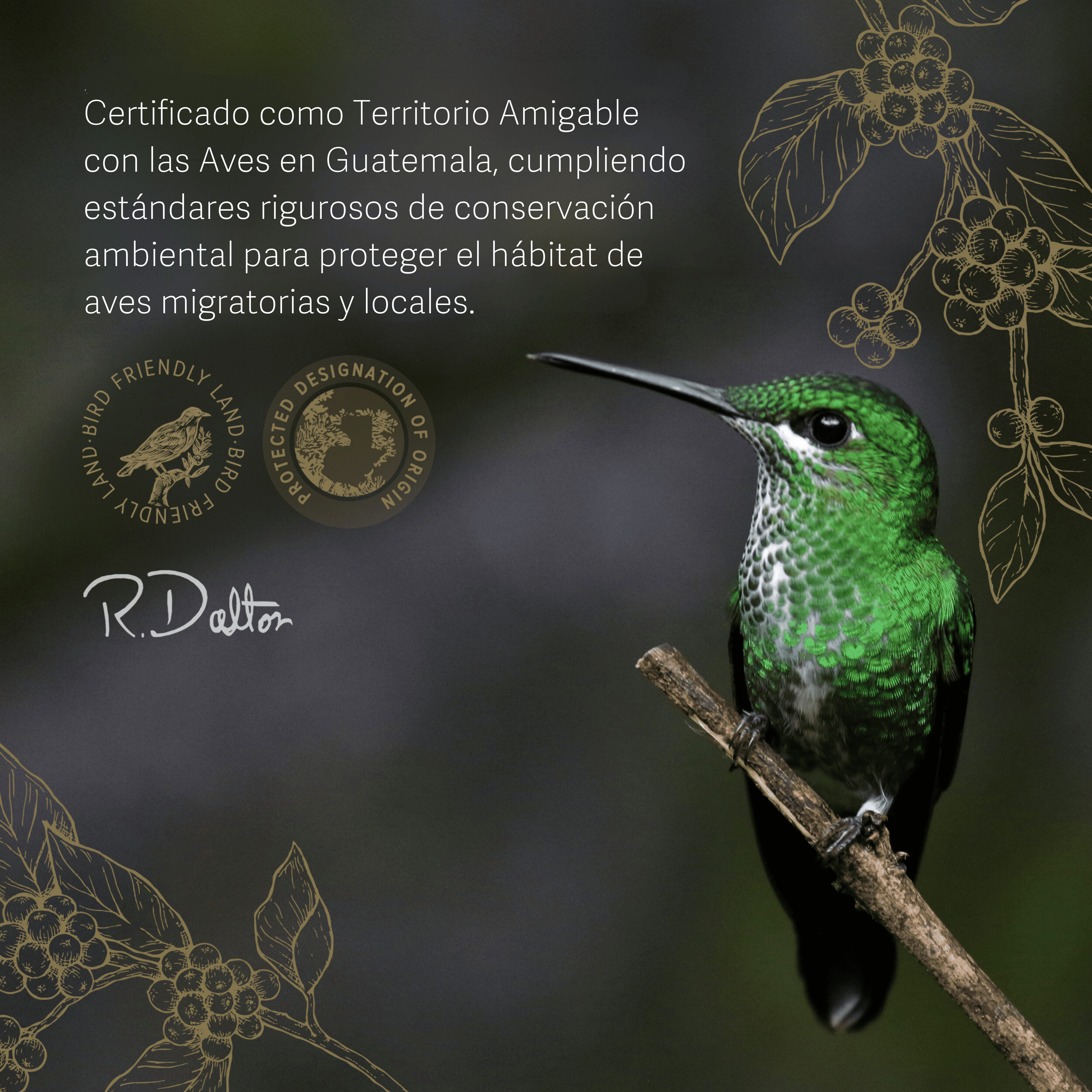 1) R. Dalton Coffee Sublime Genuine Antigua - 340g