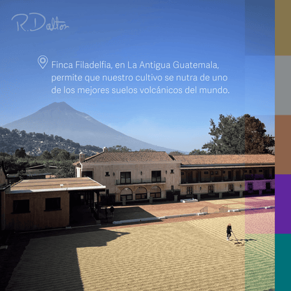 1) R. Dalton Coffee Sublime Genuine Antigua - 340g